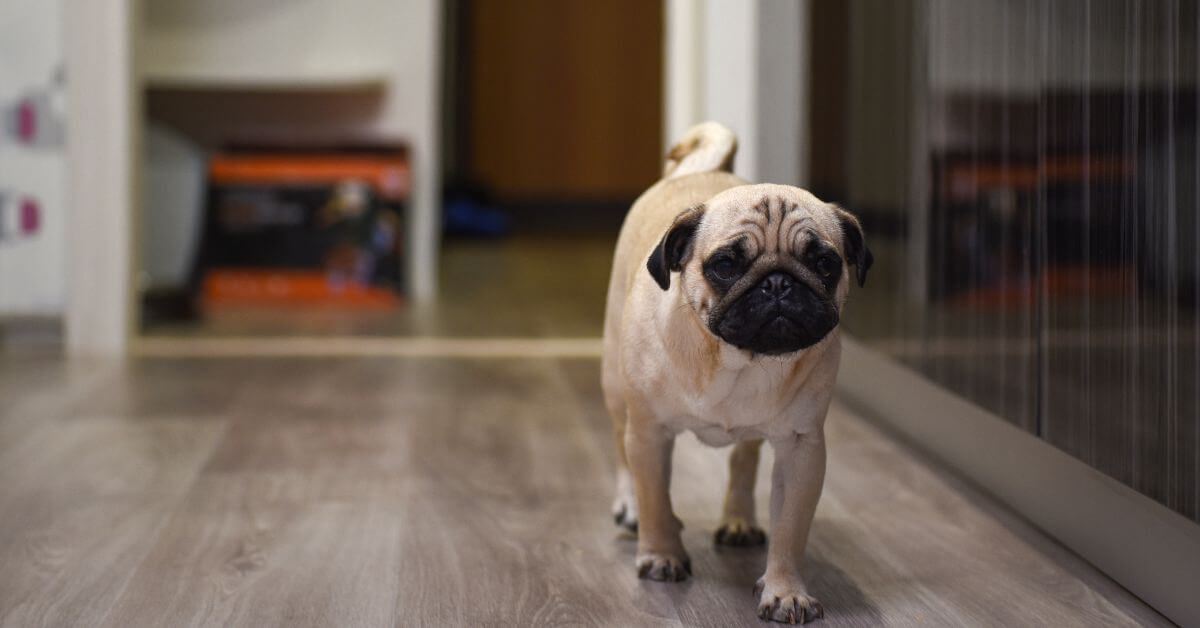 petsfindly-find-mates-adopt-a-pet-buy-and-sell-pets-online