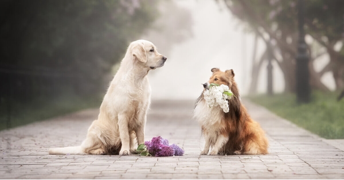 petsfindly-find-mates-adopt-a-pet-buy-and-sell-pets-online