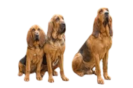 Bloodhound
